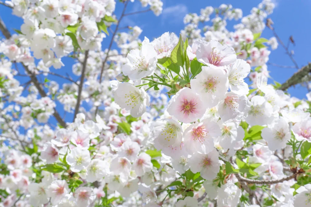 満開の桜