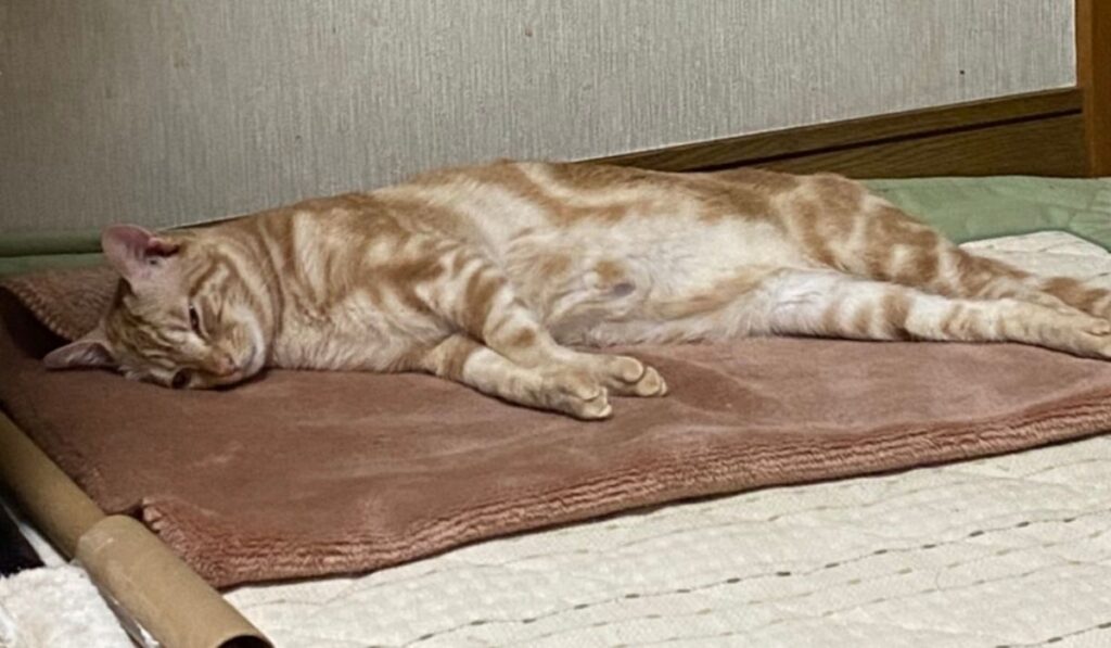 茶トラ猫　手足伸びて寝ている