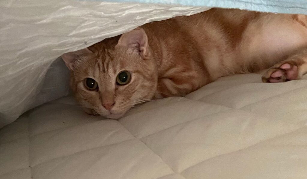 茶トラ猫　一緒に寝る
