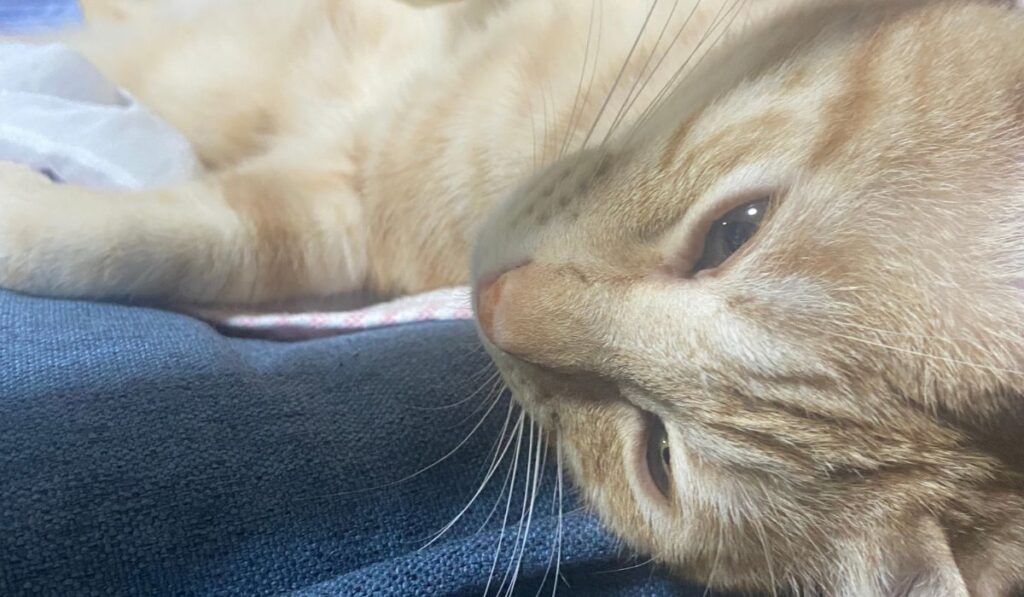 うとうとする茶トラ猫