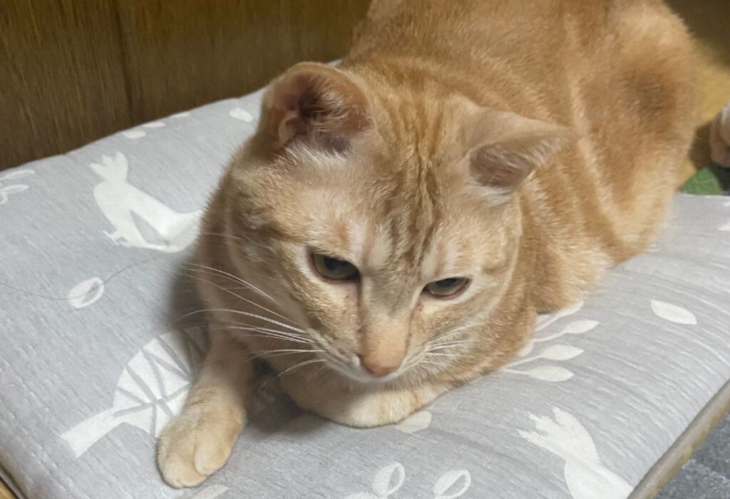 座布団の上でくつろぐ猫
