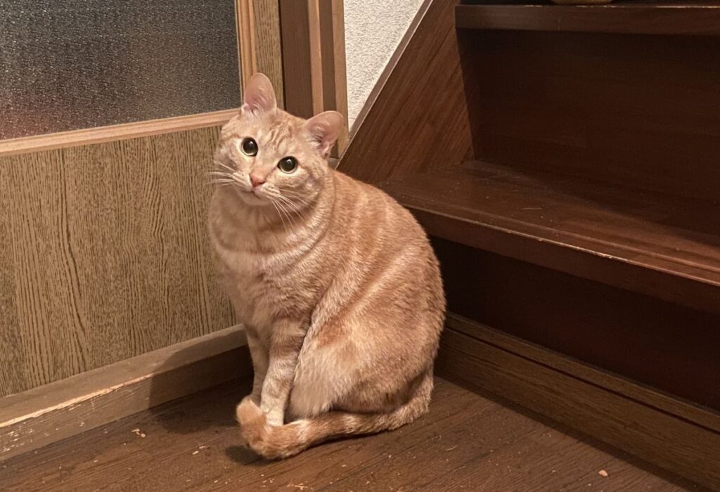 ちょこんと座る猫