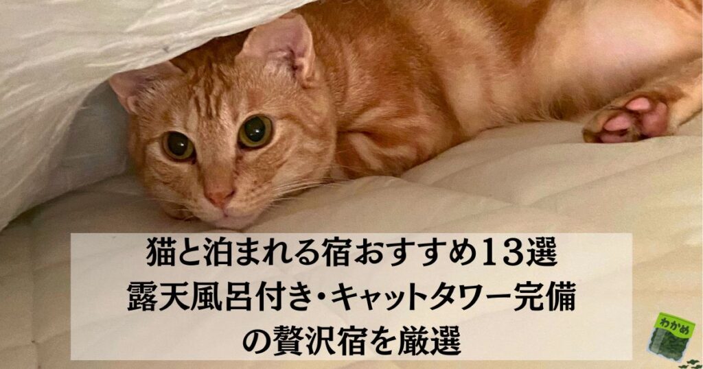 猫と泊まれる宿